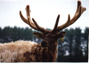 HEAVYV4.JPG (14018 bytes)