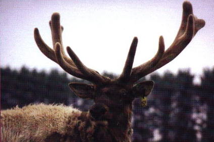 HeavyV.jpg (21812 bytes)