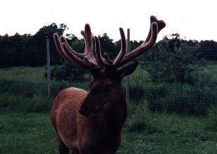 MIDAS4.JPG (12152 bytes)