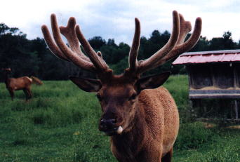 MIDAS6.JPG (17332 bytes)