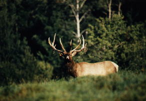 ODEN2.JPG (12744 bytes)