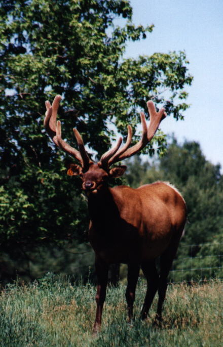 ODEN8.JPG (64231 bytes)